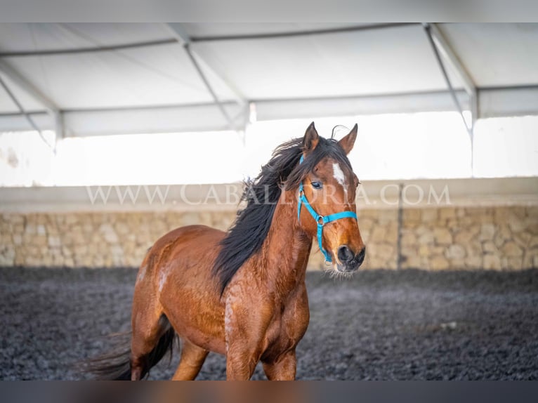 Lusitano Mare 2 years 15,1 hh Brown in Rafelguaraf