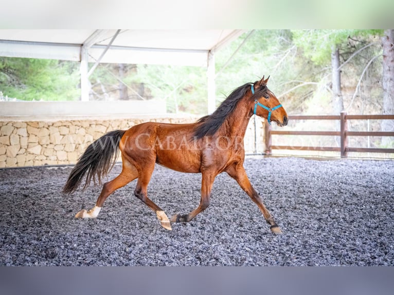 Lusitano Mare 2 years 15,1 hh Brown in Rafelguaraf