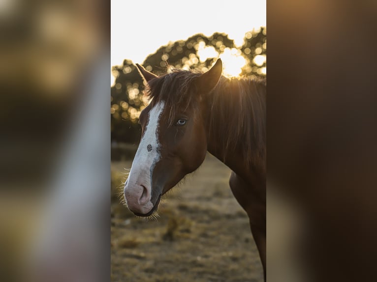 Lusitano Mare 2 years 15.1 hh Brown in Schönberg