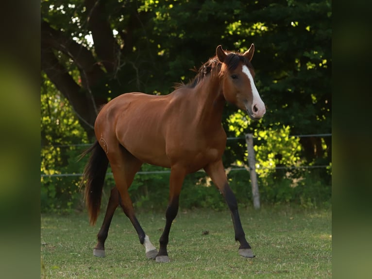 Lusitano Mare 2 years 15.1 hh Brown in Schönberg