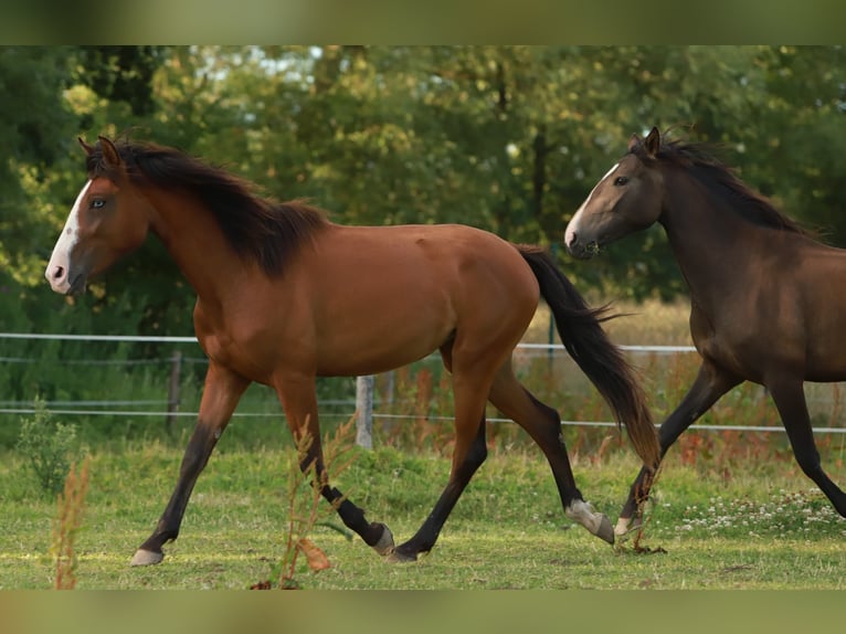 Lusitano Mare 2 years 15.1 hh Brown in Schönberg