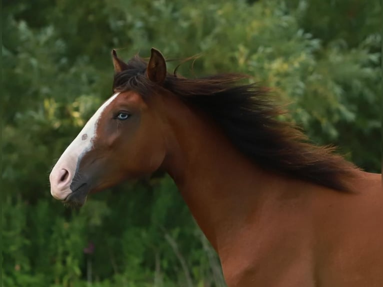 Lusitano Mare 2 years 15.1 hh Brown in Schönberg