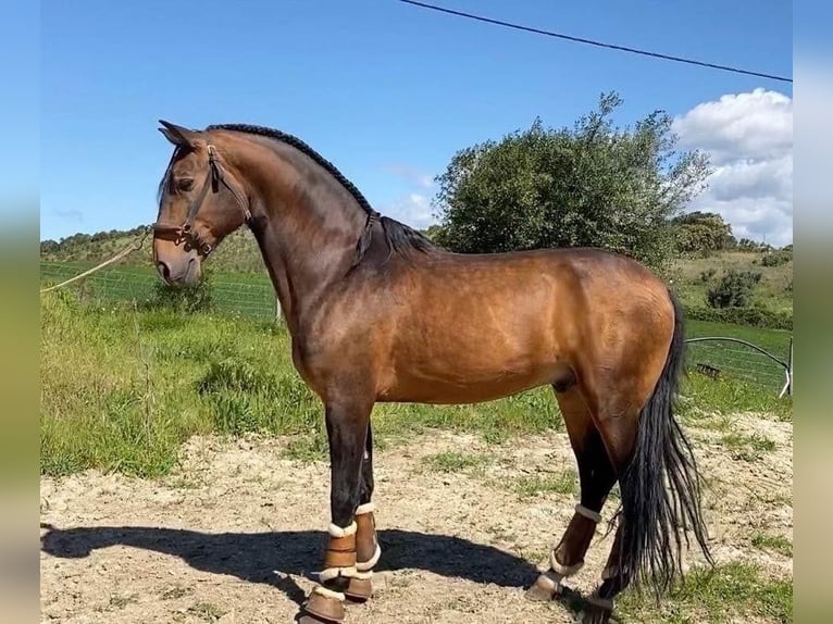 Lusitano Mare 2 years 15.1 hh Brown in Schönberg