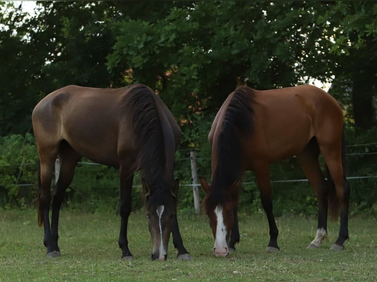 Lusitano Mare 2 years 15.1 hh Brown in Schönberg