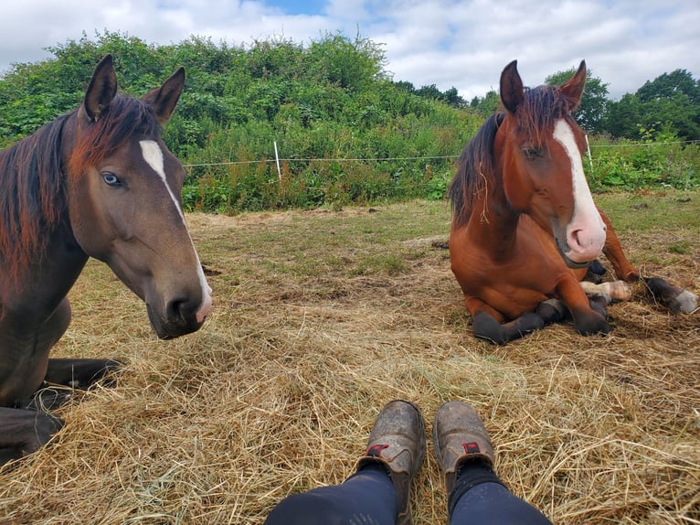 Lusitano Mare 2 years 15.1 hh Brown in Schönberg
