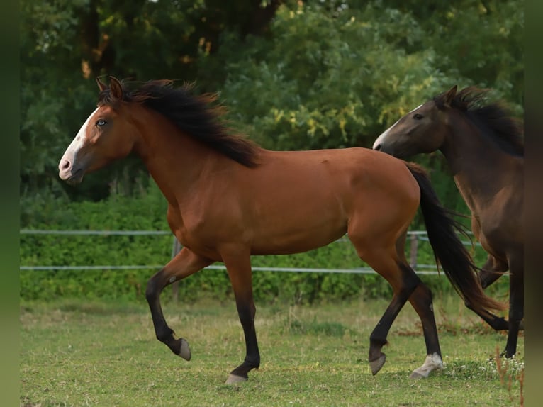 Lusitano Mare 2 years 15.1 hh Brown in Schönberg