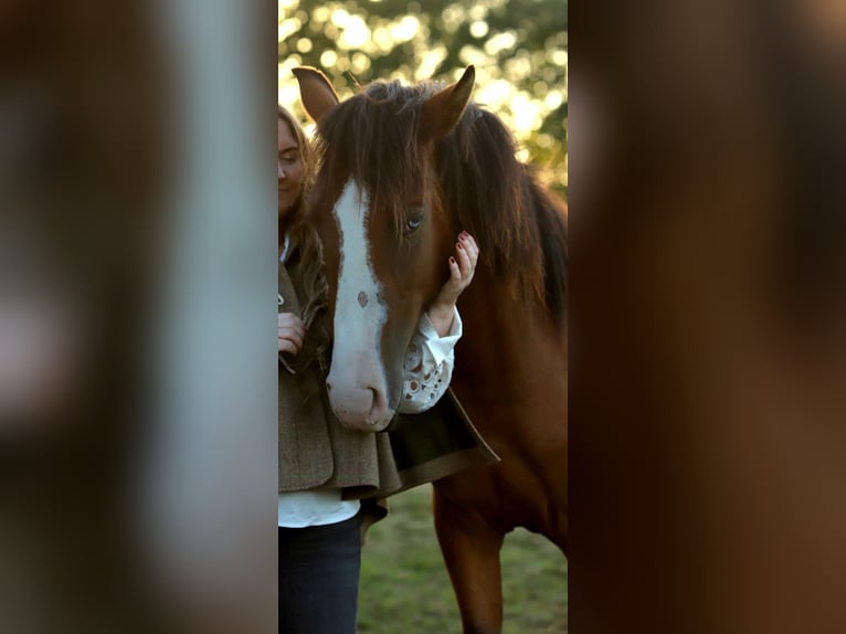 Lusitano Mare 2 years 15.1 hh Brown in Schönberg
