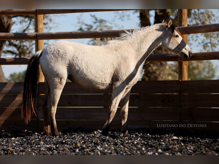 Lusitano Mix Mare 2 years 15.1 hh Dun in Générac