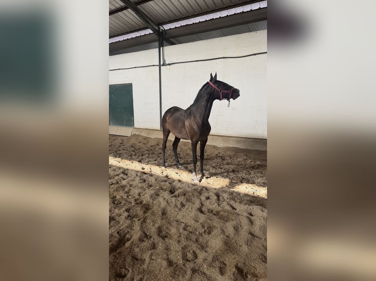 Lusitano Mare 2 years 15.1 hh Grey in Santarém