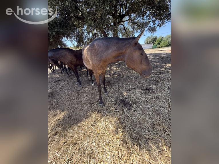 Lusitano Mare 2 years 15.2 hh Black in Benedita
