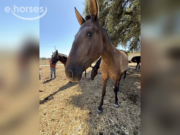 Lusitano Mare 2 years 15.2 hh Black in Benedita
