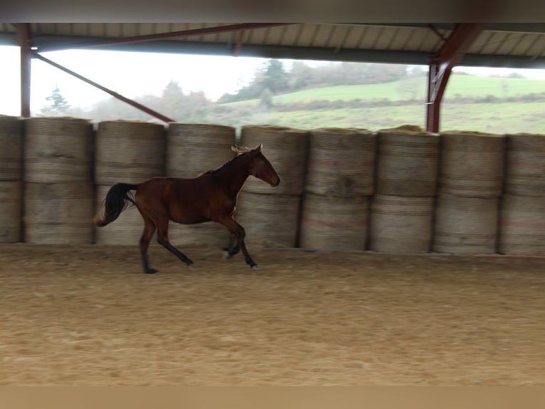 Lusitano Mare 2 years 15,2 hh Brown in Cenves