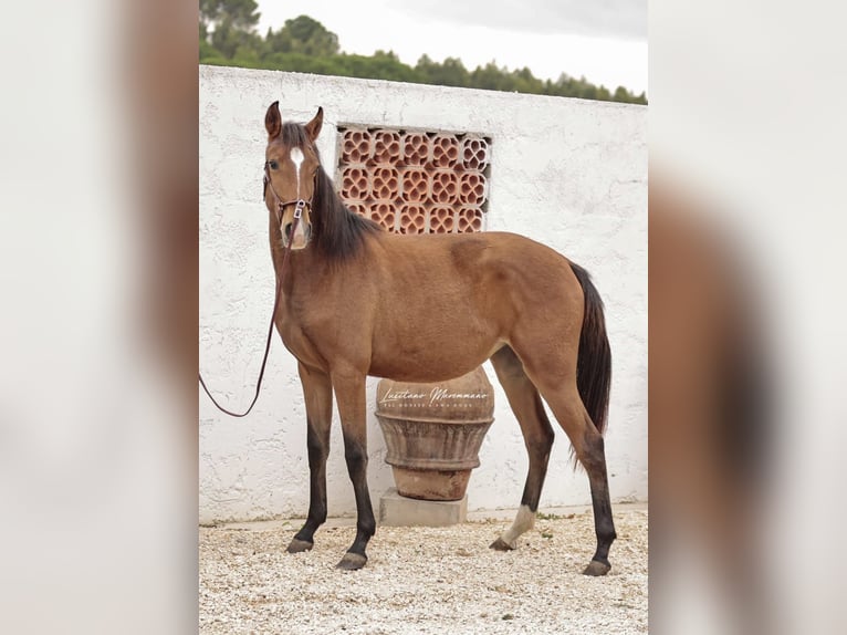 Lusitano Mare 2 years 15.2 hh Brown in Rio Maior