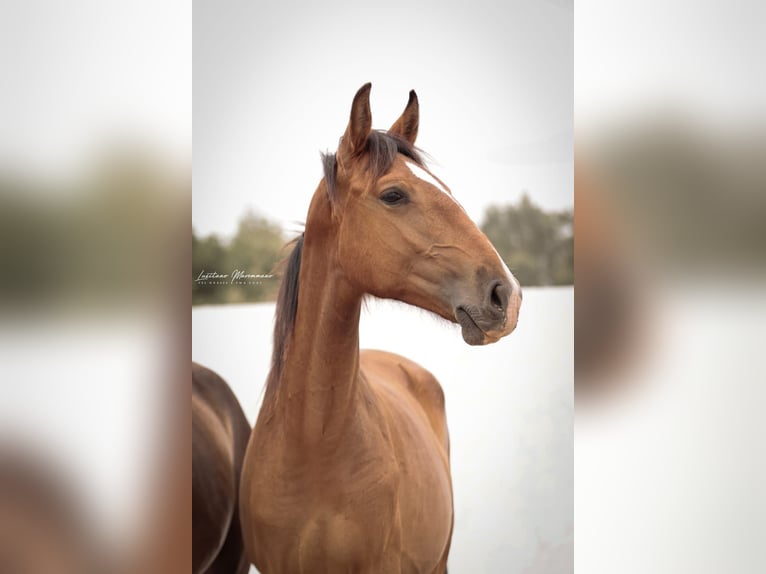 Lusitano Mare 2 years 15.2 hh Brown in Rio Maior