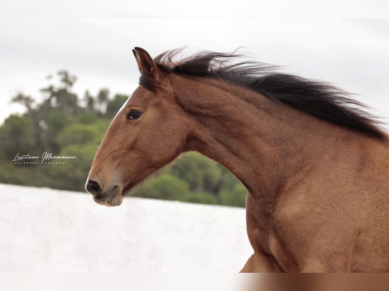 Lusitano Mare 2 years 15.2 hh Brown in Rio Maior