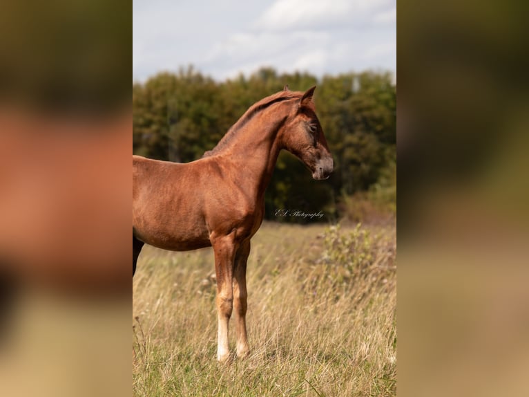 Lusitano Mare 2 years 15,2 hh Chestnut in W&#xF6;llstein