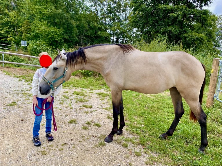 Lusitano Mare 2 years 15.2 hh Dun in Neusäß