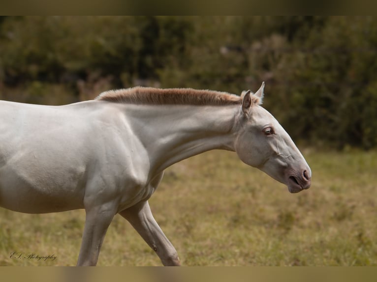 Lusitano Mare 2 years 15,2 hh Pearl in Wöllstein