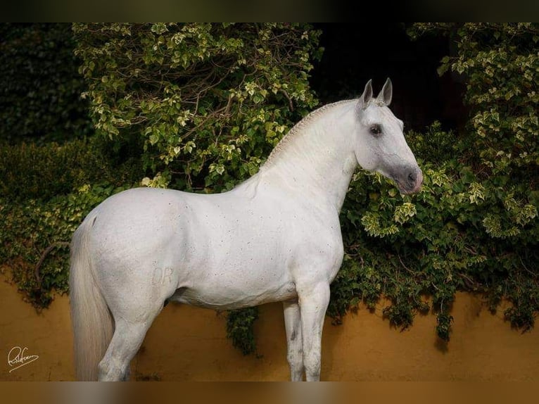 Lusitano Mare 2 years 15,3 hh Can be white in Ribamar