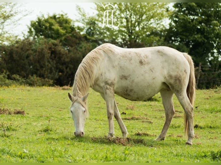 Lusitano Mare 2 years 15.3 hh Grullo in Pluvigner