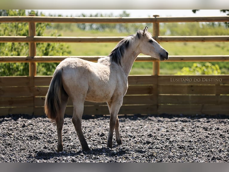Lusitano Mix Mare 2 years 15,1 hh Dun in Générac