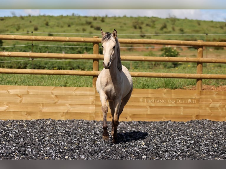 Lusitano Mix Mare 2 years 15,1 hh Dun in Générac