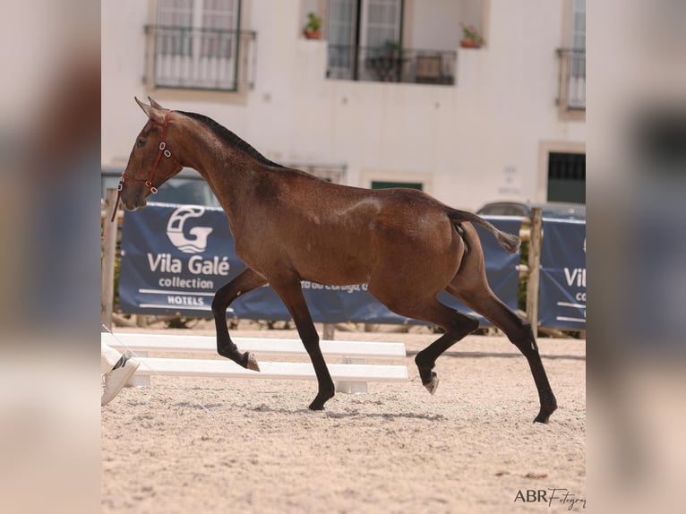 Lusitano Mare 2 years 15,1 hh Grey in Penela