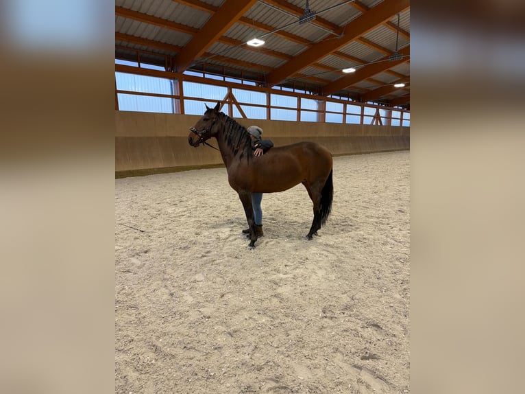 Lusitano Mare 2 years 15,2 hh Bay-Dark in Havlíčkův Brod