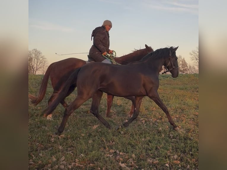 Lusitano Mare 2 years 15,2 hh Bay-Dark in Havlíčkův Brod