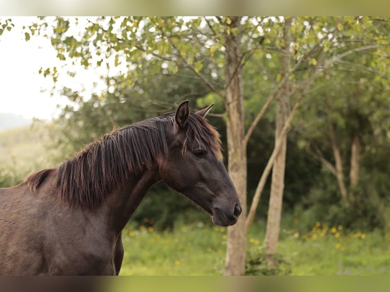Lusitano Mare 2 years 15,2 hh Black in Karben