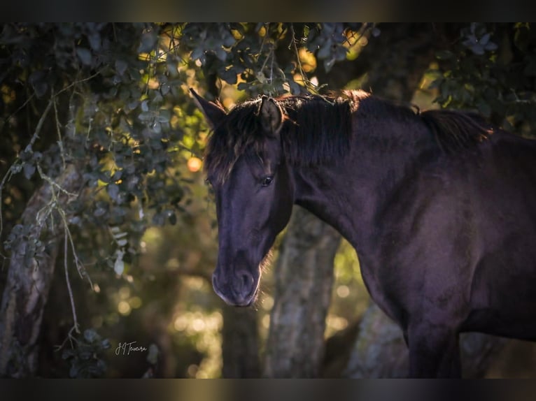 Lusitano Mare 2 years 15,2 hh Black in Karben