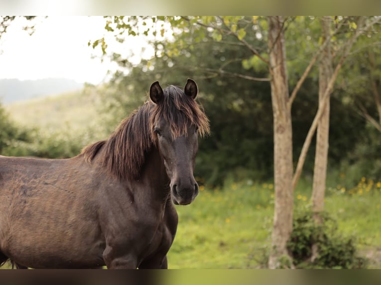 Lusitano Mare 2 years 15,2 hh Black in Karben