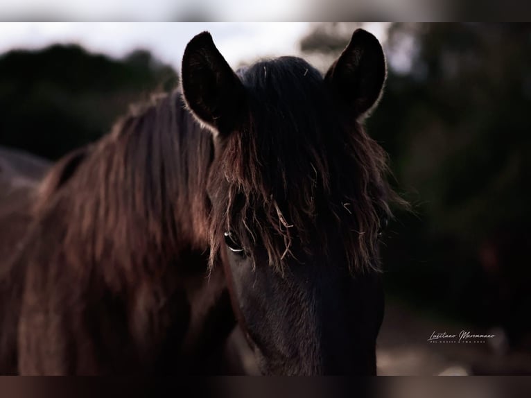 Lusitano Mare 2 years 15,2 hh Black in Karben