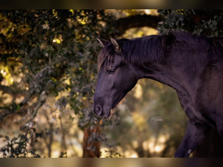 Lusitano Mare 2 years 15,2 hh Black in Karben
