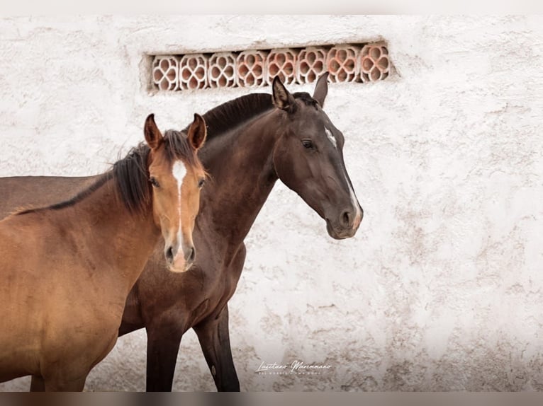 Lusitano Mare 2 years 15,2 hh Black in Rio Maior