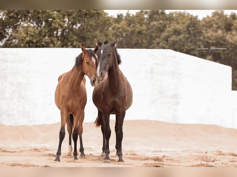 Lusitano Mare 2 years 15,2 hh Black in Rio Maior