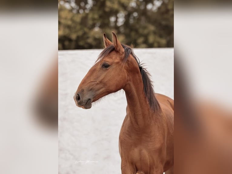 Lusitano Mare 2 years 15,2 hh Brown in Rio Maior