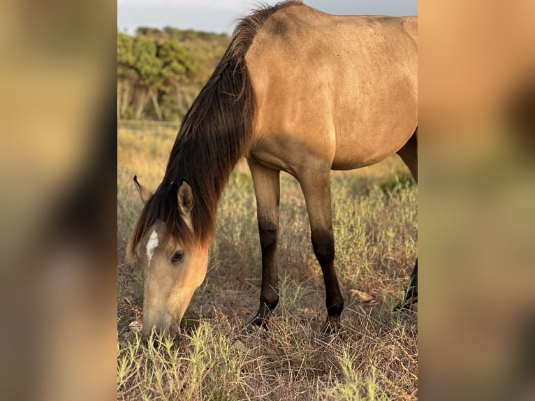 Lusitano Mare 2 years 15,2 hh Dun in Bedburg