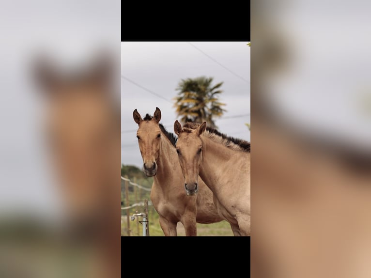 Lusitano Mix Mare 2 years 15,2 hh Dun in Rio Maior