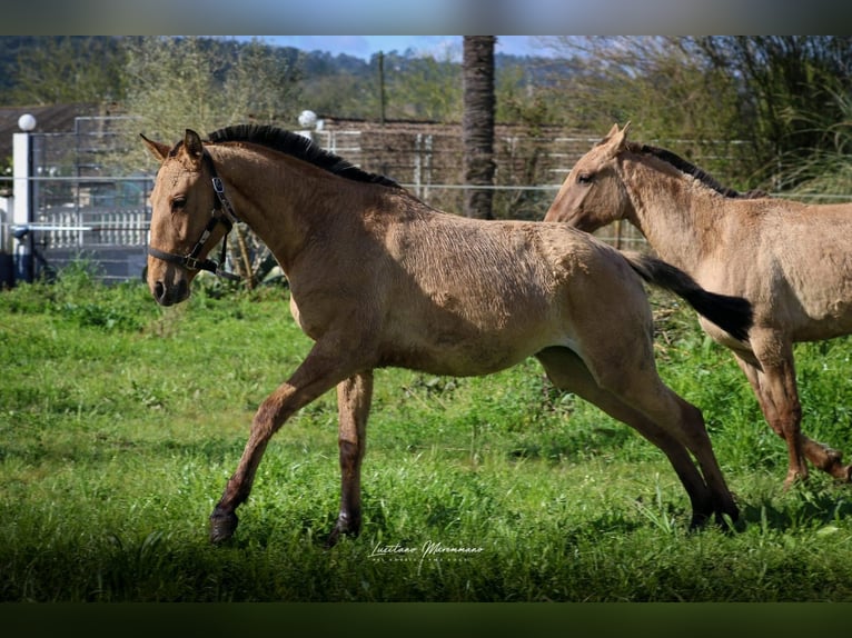 Lusitano Mix Mare 2 years 15,2 hh Dun in Rio Maior