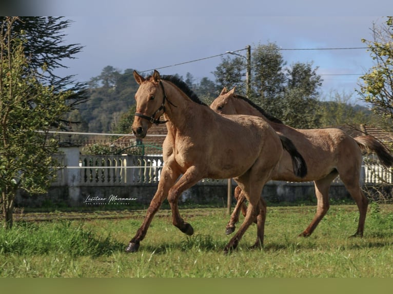 Lusitano Mix Mare 2 years 15,2 hh Dun in Rio Maior