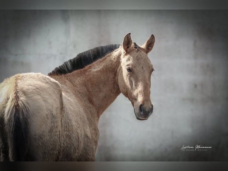 Lusitano Mix Mare 2 years 15,2 hh Dun in Rio Maior