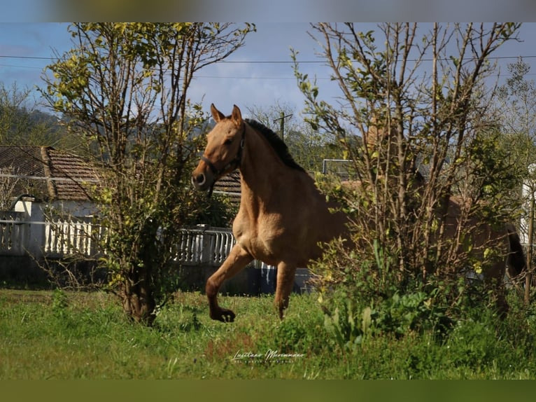 Lusitano Mix Mare 2 years 15,2 hh Dun in Rio Maior