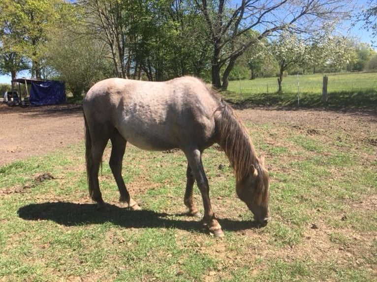 Lusitano Mix Mare 2 years 16 hh Grey-Red-Tan in Groß Vollstetd