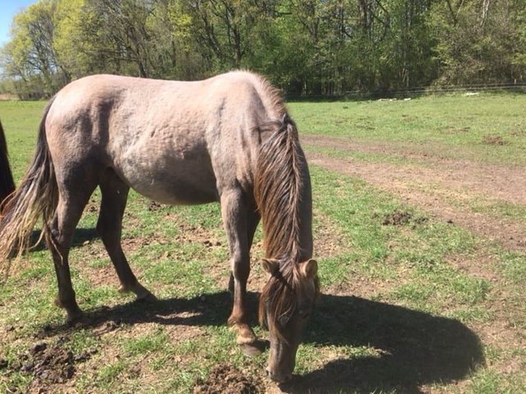 Lusitano Mix Mare 2 years 16 hh Grey-Red-Tan in Groß Vollstetd