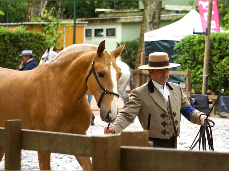 Lusitano Mare 2 years 16 hh Palomino in RIBAMAR