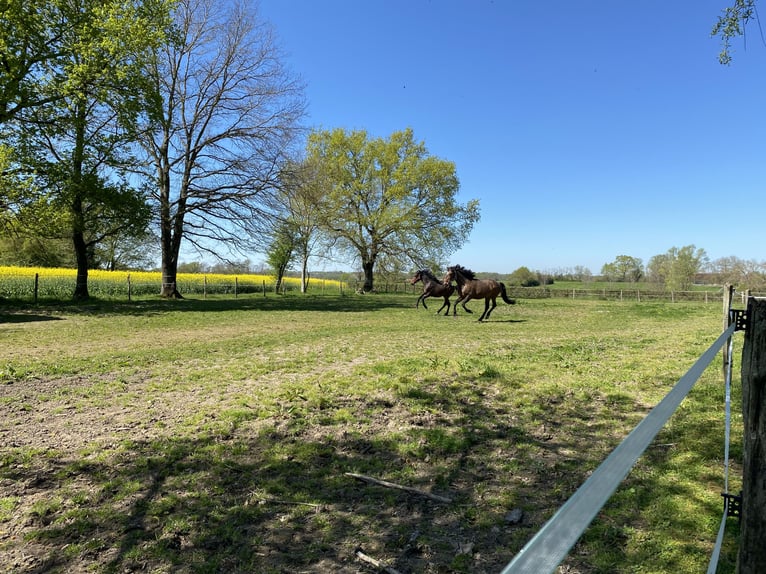Lusitano Mare 2 years Brown in Tronchy