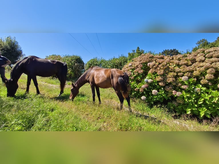 Lusitano Mix Mare 2 years Brown in Torrelavega