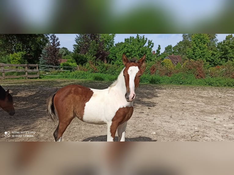Lusitano Mare 2 years Overo-all-colors in Champguyon