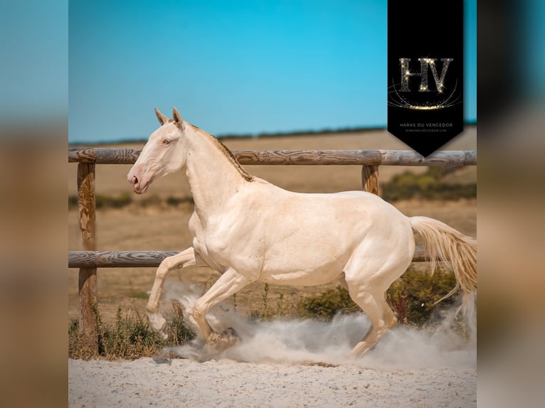 Lusitano Mare 2 years Perlino in Marly-sous-Issy